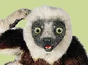 Zoboomafoo