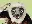 Zoboomafoo