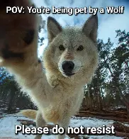 Please do not resist! Awoo petting in progress.