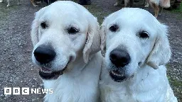 Hundreds of golden retrievers gather in Highlands